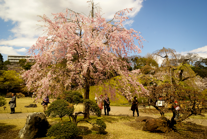 Jardin Koishikawa-Korakuen, Tokyo