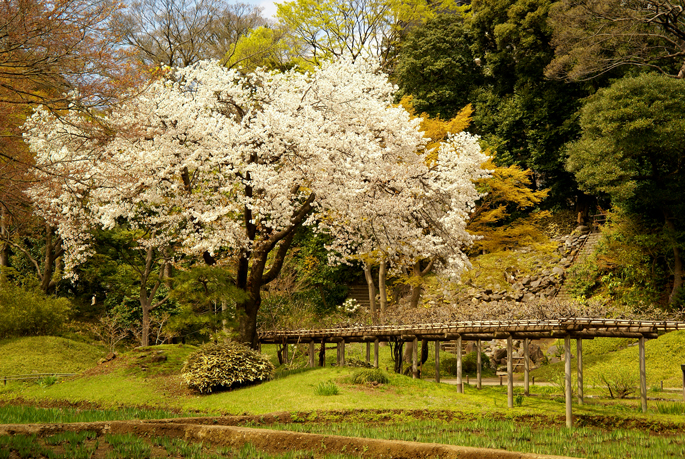 Jardin Koishikawa-Korakuen, Tokyo