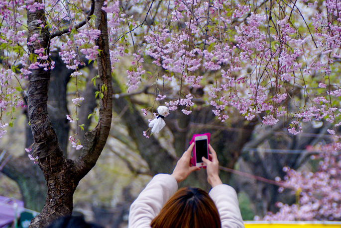 Hanami au Yasukuni-Jinja, Tokyo