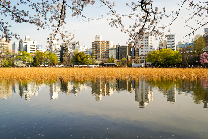 Shinobazu, Ueno, Tokyo