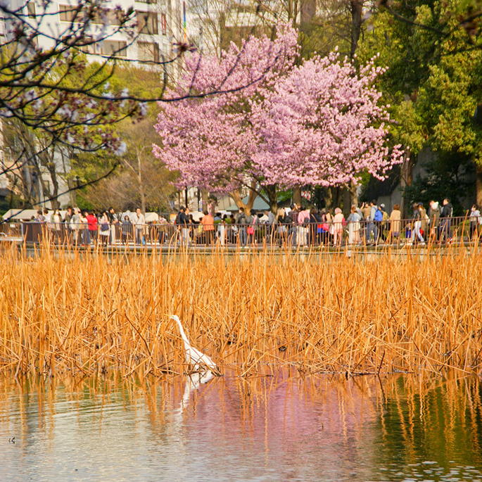 Oiseau au parc d'Ueno, Tokyo