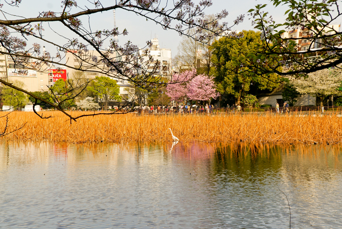 Oiseau au parc d'Ueno, Tokyo