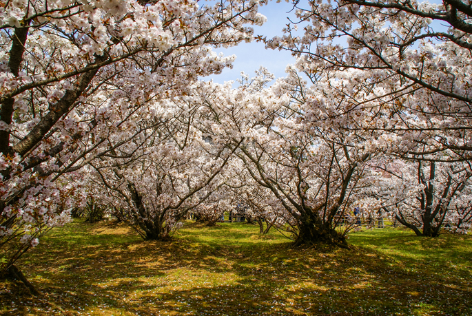 Ninnaji, Kyoto