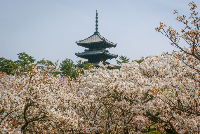 Ninnaji, Kyoto