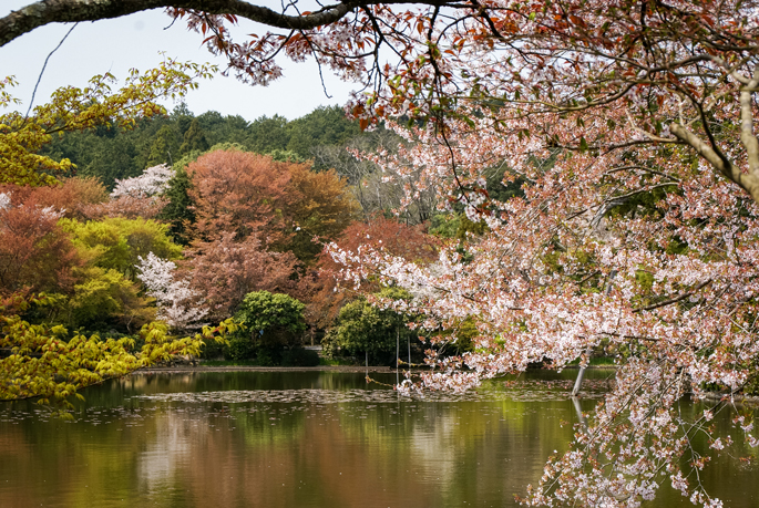 Ryōan-ji, Kyoto