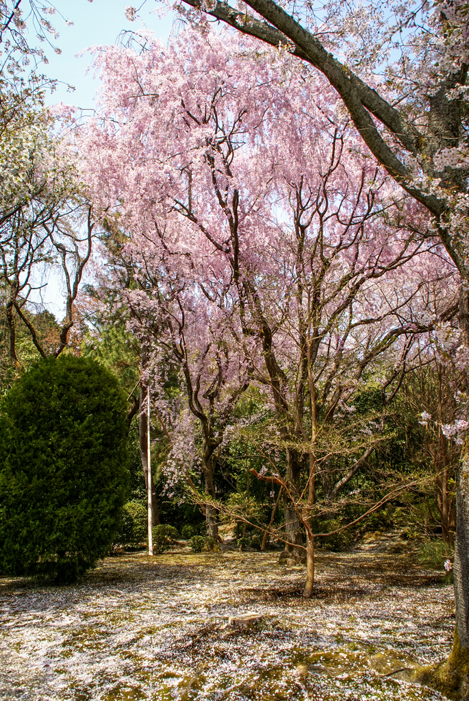 Ryōan-ji, Kyoto