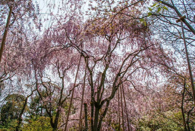 Ryōan-ji, Kyoto