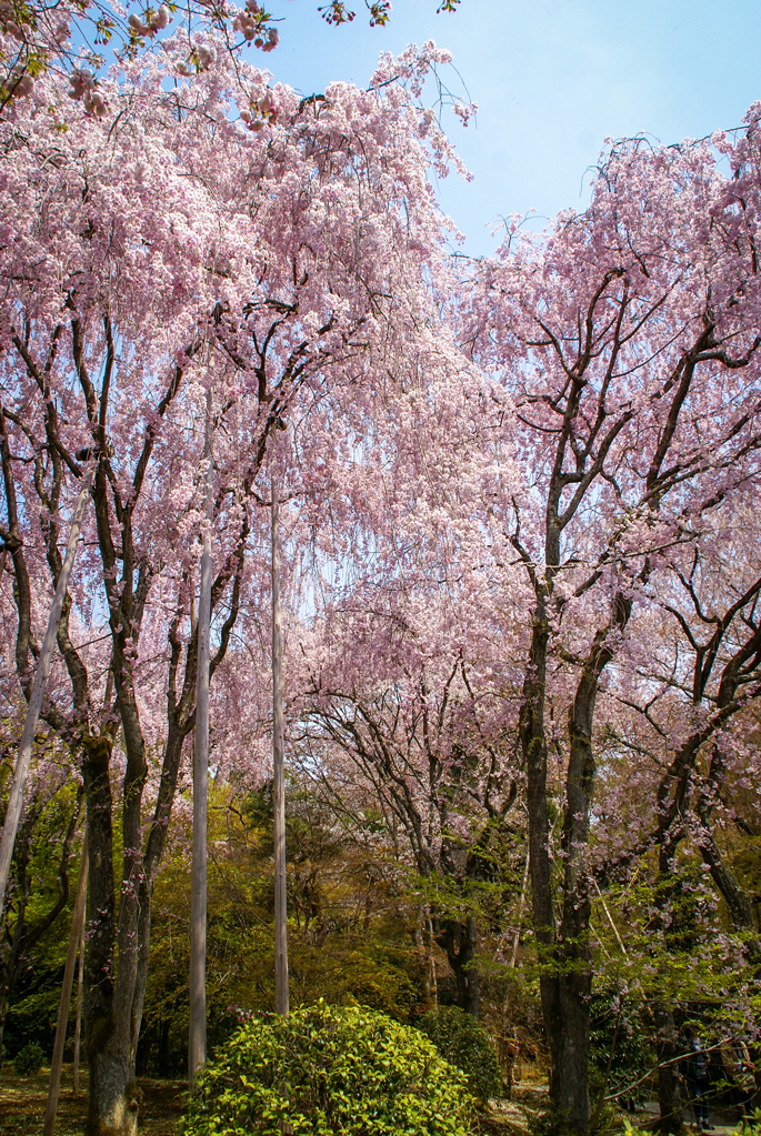 Ryōan-ji, Kyoto