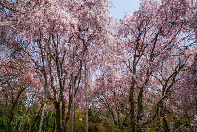 Ryōan-ji, Kyoto