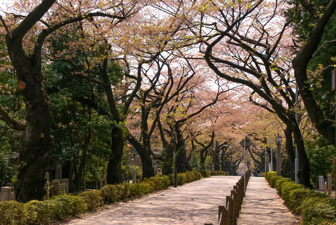 Cimetière d'Aoyama, Tokyo