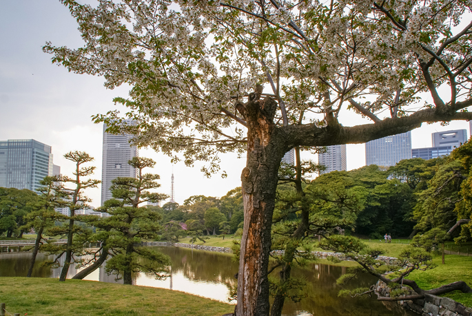 Jardin Hamarikyū, Tokyo