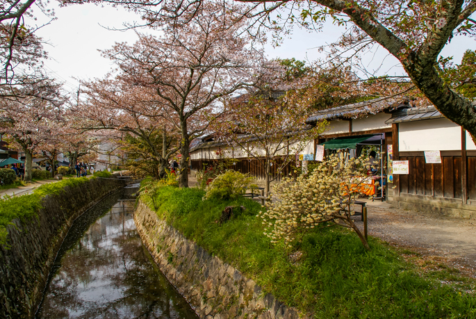 Chemin de la Philosophie, Kyoto