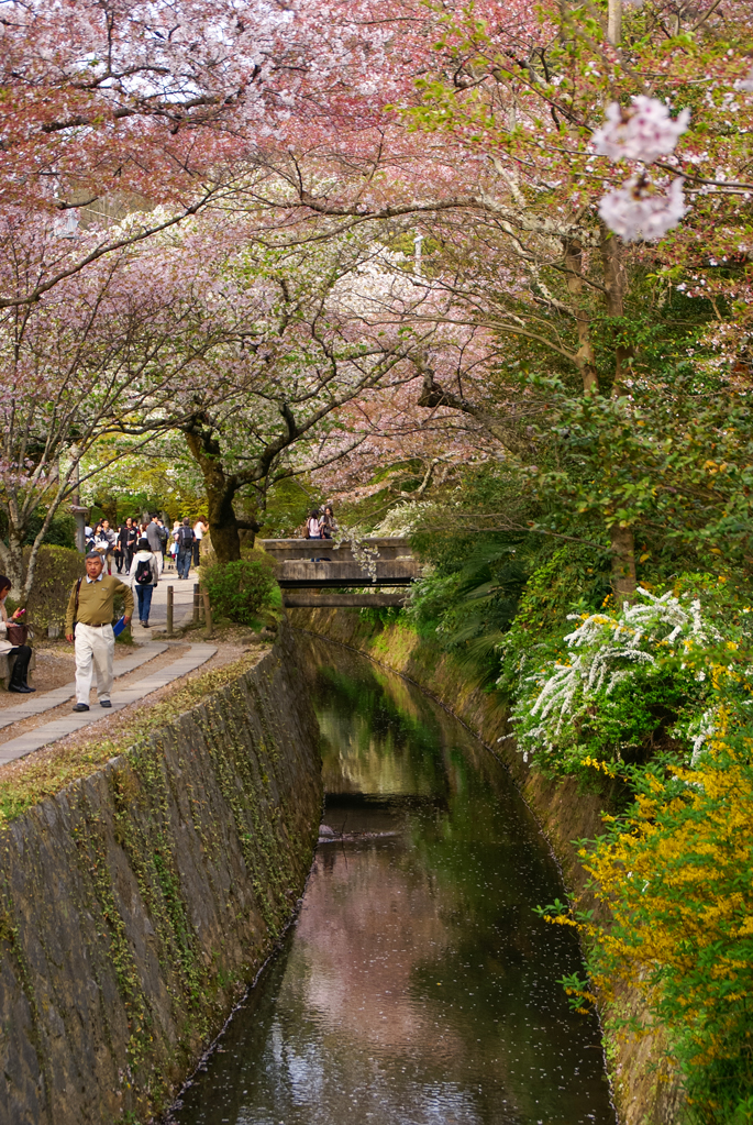 Chemin de la Philosophie, Kyoto