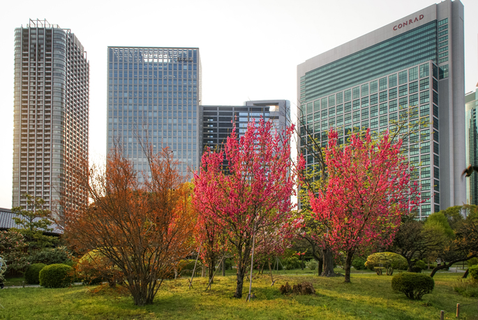 Jardin Hamarikyū, Tokyo