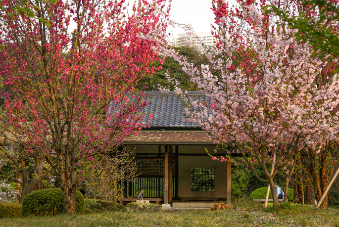 Jardin Hamarikyū, Tokyo