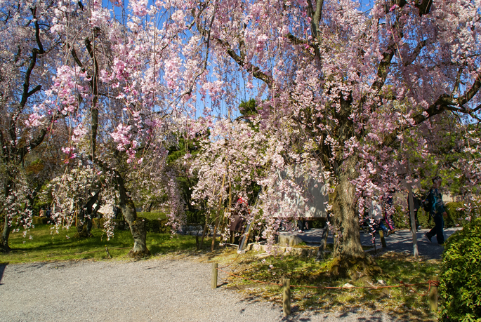 Cerisiers en fleur au château de Nijō, Kyoto