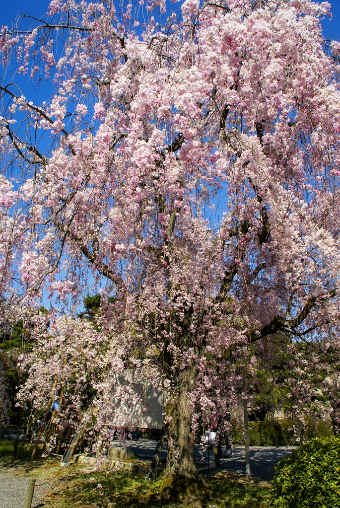 Cerisiers en fleur au château de Nijō, Kyoto