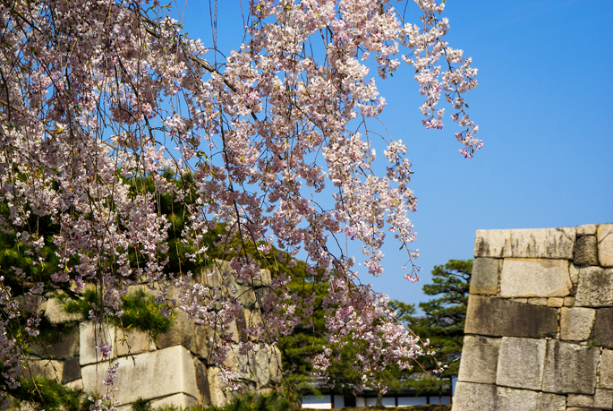 Cerisiers en fleur au château de Nijō, Kyoto