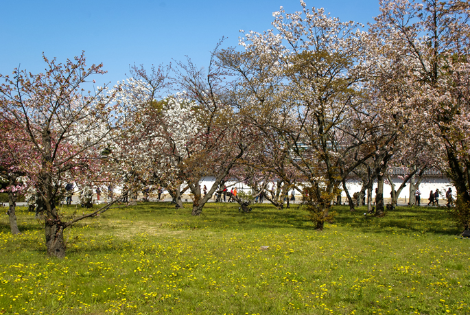 Cerisiers en fleur au château de Nijō, Kyoto