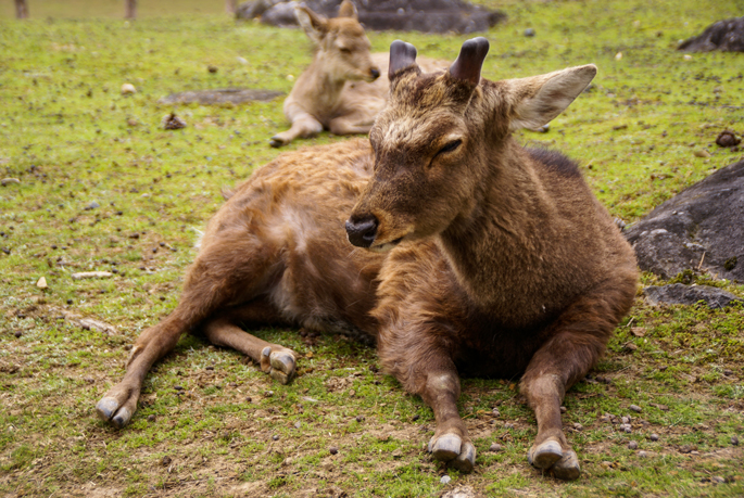 Daim dans le parc de Nara