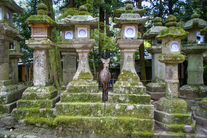 Forêt de Kasugayama, Nara