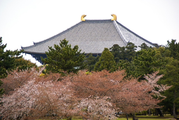 Le toit du Todaiji émerge au-dessus des arbres